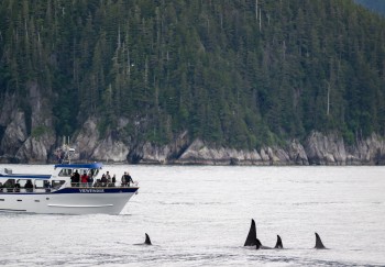 Best Resurrection Bay Tours Alaska Shore Excursions Alaska Shore