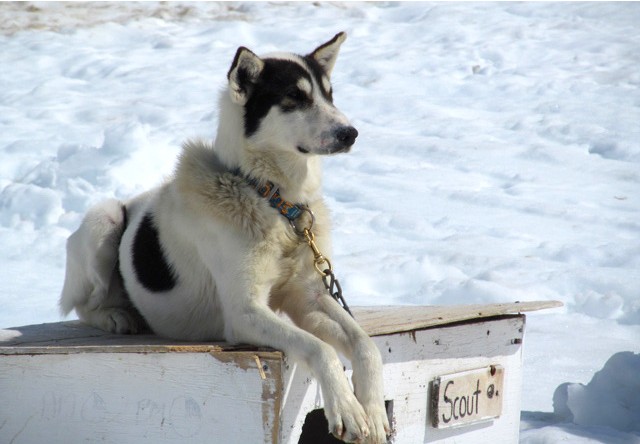 alaskan husky on a glacier