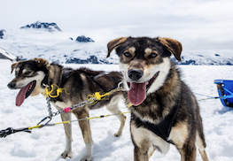 Photo of Dog Sled Juneau