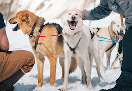 Photo of Dogs Mushing Sledding