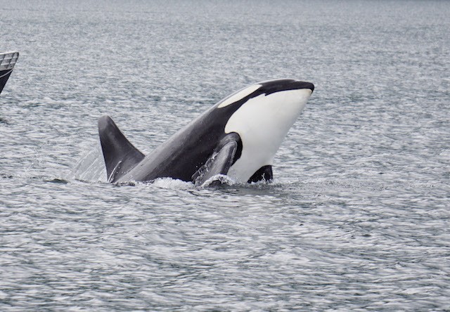 Orca Jumping Out Of Water
