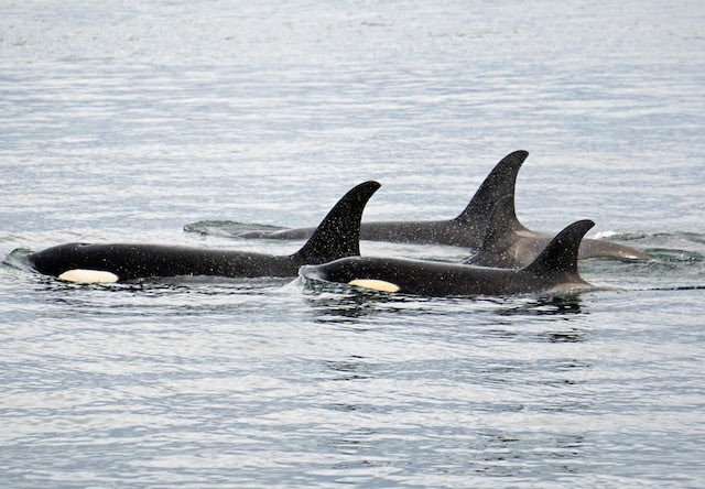 Photo of Pod Of Traveling Orcas
