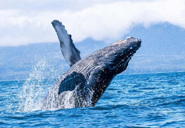 places whales alaska