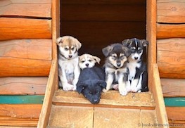 Photo of puppies waiting to play