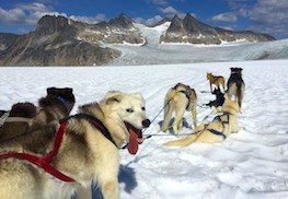 Photo of skagway dog sled tour