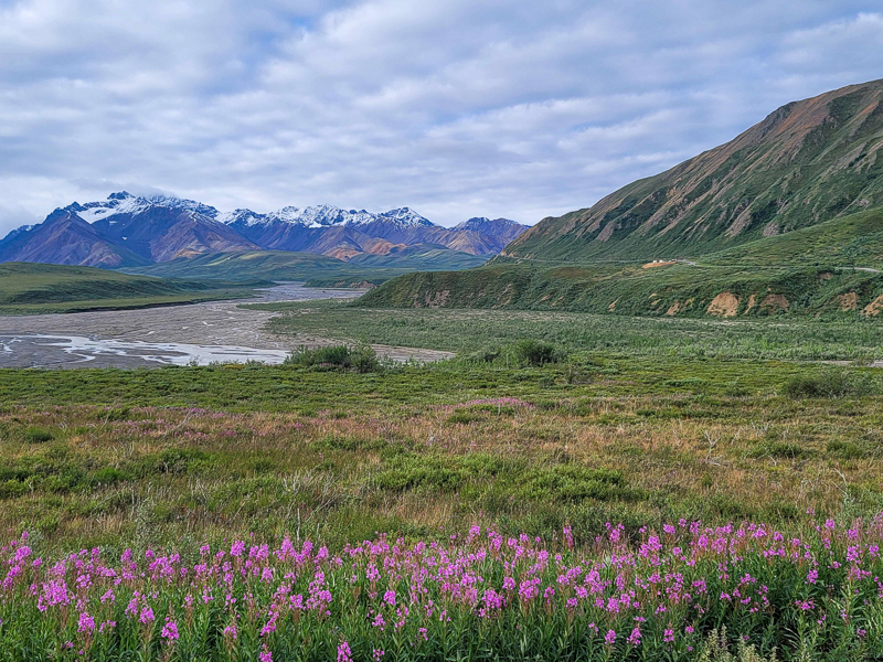 Denali Park Road