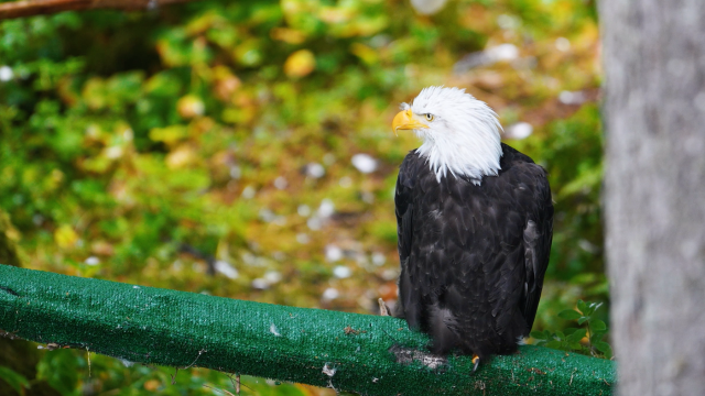 Alaska Raptor Center