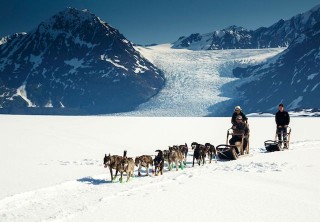 Photo of Anchorage Helicopter Glacier Dogsled Tour Dogs closeview