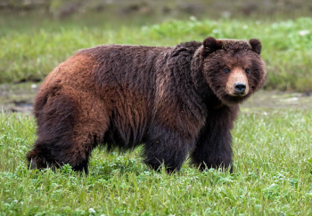 carnival excursions in juneau alaska