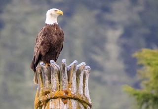 Photo of Eagle sitting on top of totem pole
