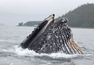 Photo of Icy Strait Premier Whale Watching Adventure