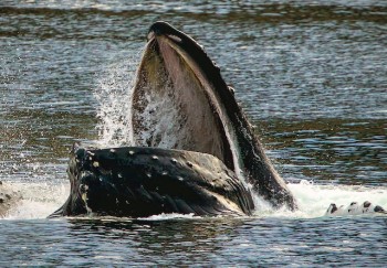 Photo of Whale eating krill