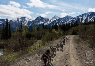 Photo of Yukon Dog Mushing
