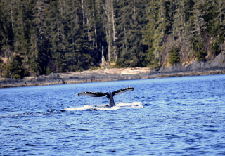 Photo of sitka whale tail