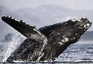 Photo of whale jumping juneau