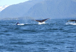 Photo of whale tails