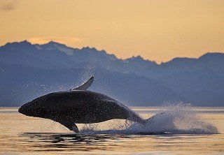 Photo of whale watching at sunset