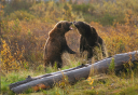 Photo of 2 bears standing