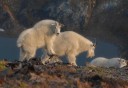 Photo of Alaska_Mountain_Goats