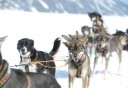 Photo of Anchorage Helicopter Glacier Dogsled Tour Dogs