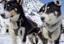 Photo of Anchorage Helicopter Glacier Dogsled Tour Dogsled team