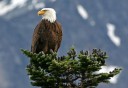 Photo of Bald Eagle