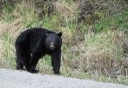 Photo of Bear Sighting