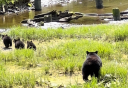 Photo of Bear and Cubs