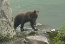 Photo of Bear eating salmon