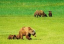 Photo of Bear families in a meadow