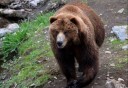 Photo of Bear grazing at fortress of the bears
