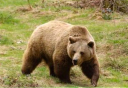 Photo of Bear watch fortress of the bears