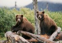Photo of Bears Northern Alaska