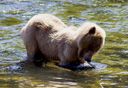 Photo of Brown Bear snacking