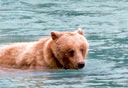Photo of Brown bear swimming