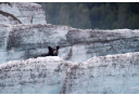 Photo of Chugach_bear_on_glacier