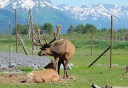 Photo of Chugach_wildlife_with_view