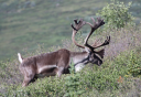 Photo of Denali Heli Hike Reindeer