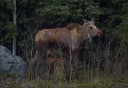 Photo of Denali Moose