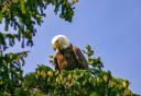 Photo of Eagle In Tree