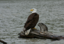 Photo of Eagle Scenic Float