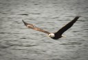 Photo of Eagle in flight