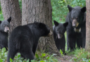 Photo of Family of Black Bears