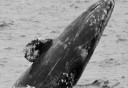 Photo of Gray whale breach