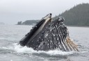 Photo of Humpback Whale Breaching