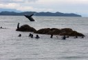 Photo of Humpback breaching