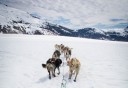 Photo of Juneau Extended Norris Glacier Dog Sledding Adventure the pack taking the lead
