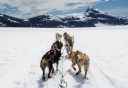 Photo of Juneau Extended Norris Glacier Dog Sledding Adventure the pack