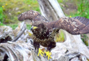Photo of Juvenile Eagle