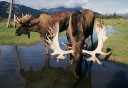 Photo of Moose Alaska